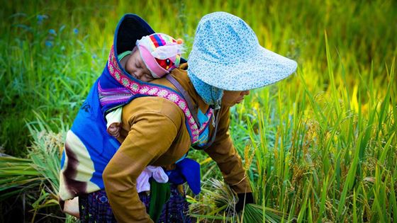 Cose da vedere a sapa in 5 giorni? Itinerario sapa in 5 giorni