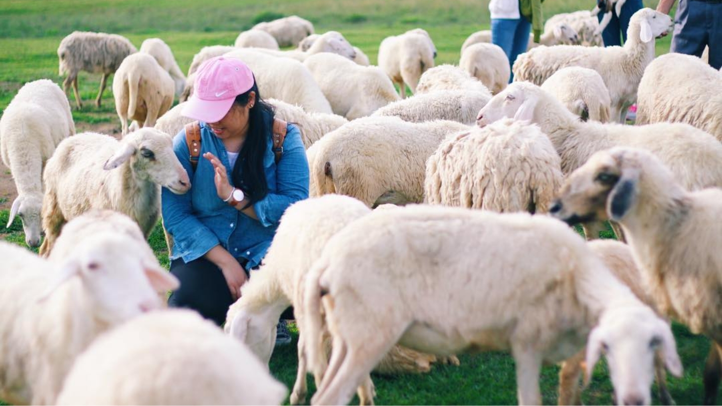 La fattoria delle pecore di Suoi Nghe, un luogo perfetto per gli amanti degli animali