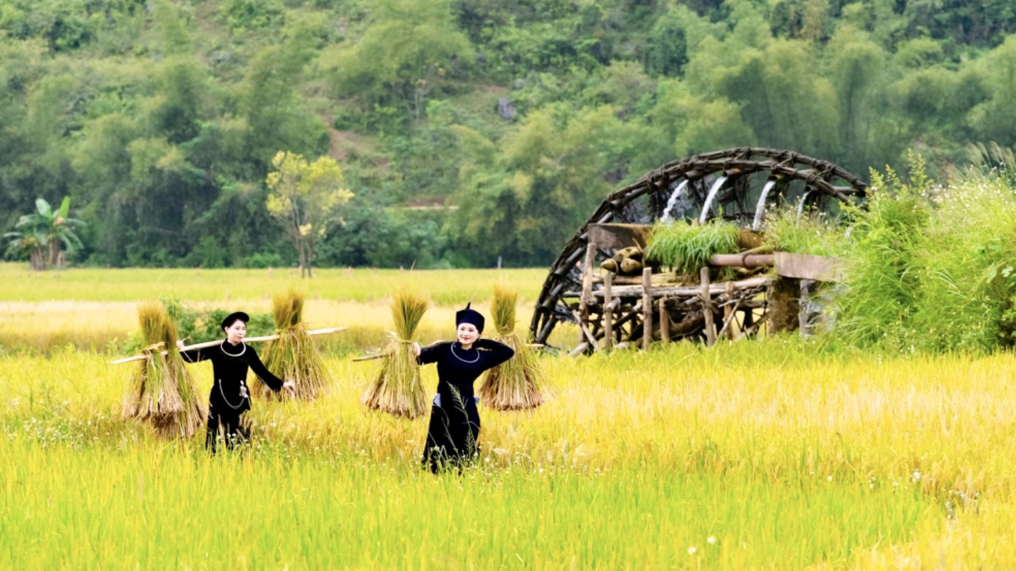 La stagione del raccolto nella valle di Phong Nam 