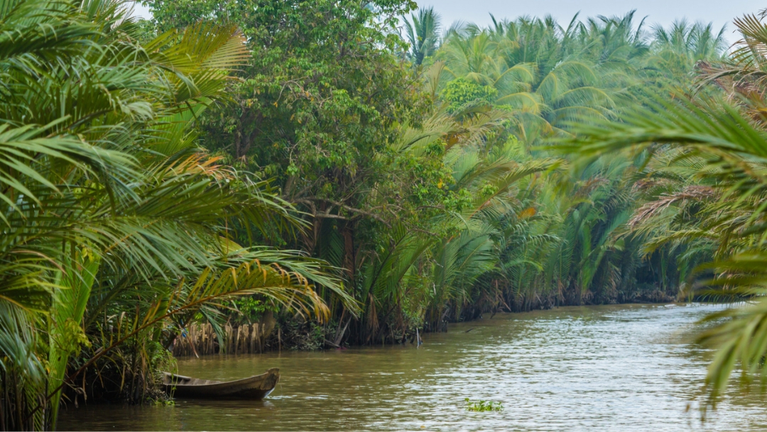 Ben Tre è conosciuta come la terra del cocco.