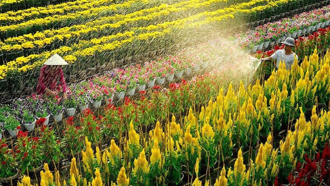 Cose da fare a Mekong vistare villaggio dei fiori di Sa Dec.