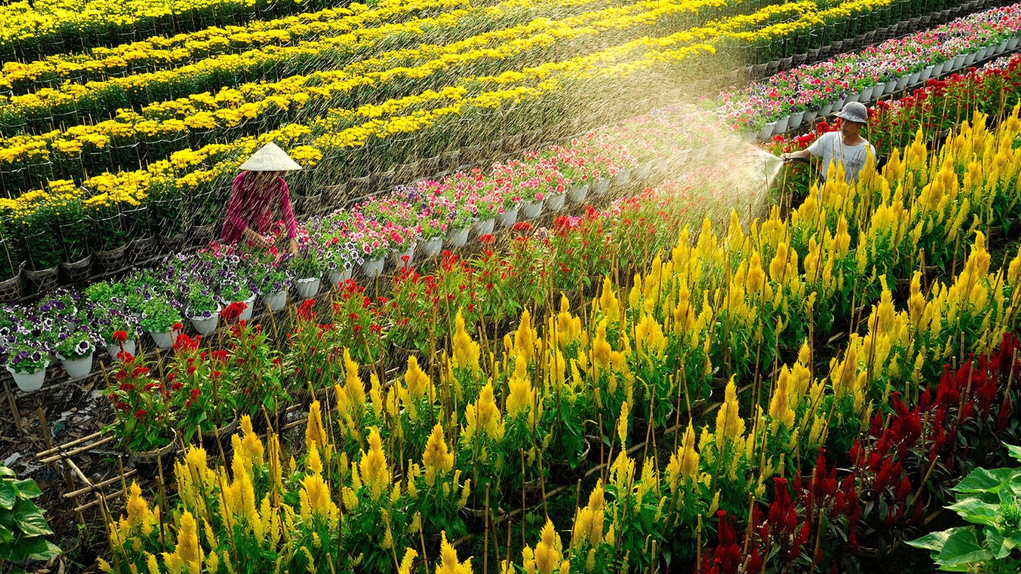 Villaggio dei Fiori di Sa Dec