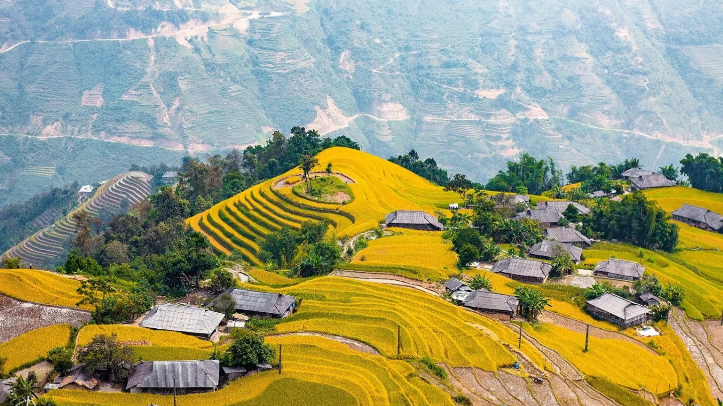 Ha Giang durante la stagione della raccolta del riso.