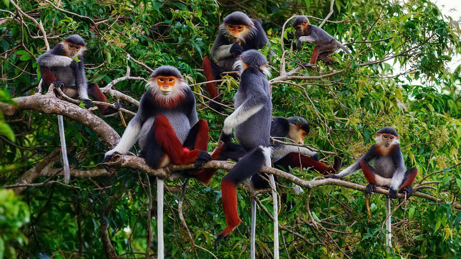 Animali rari al Parco Nazionale di Cuc Phuong