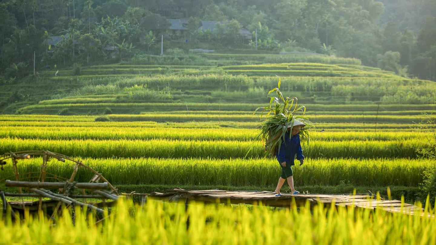 Cosa rende speciale la Riserva Naturale di Pu Luong ? 