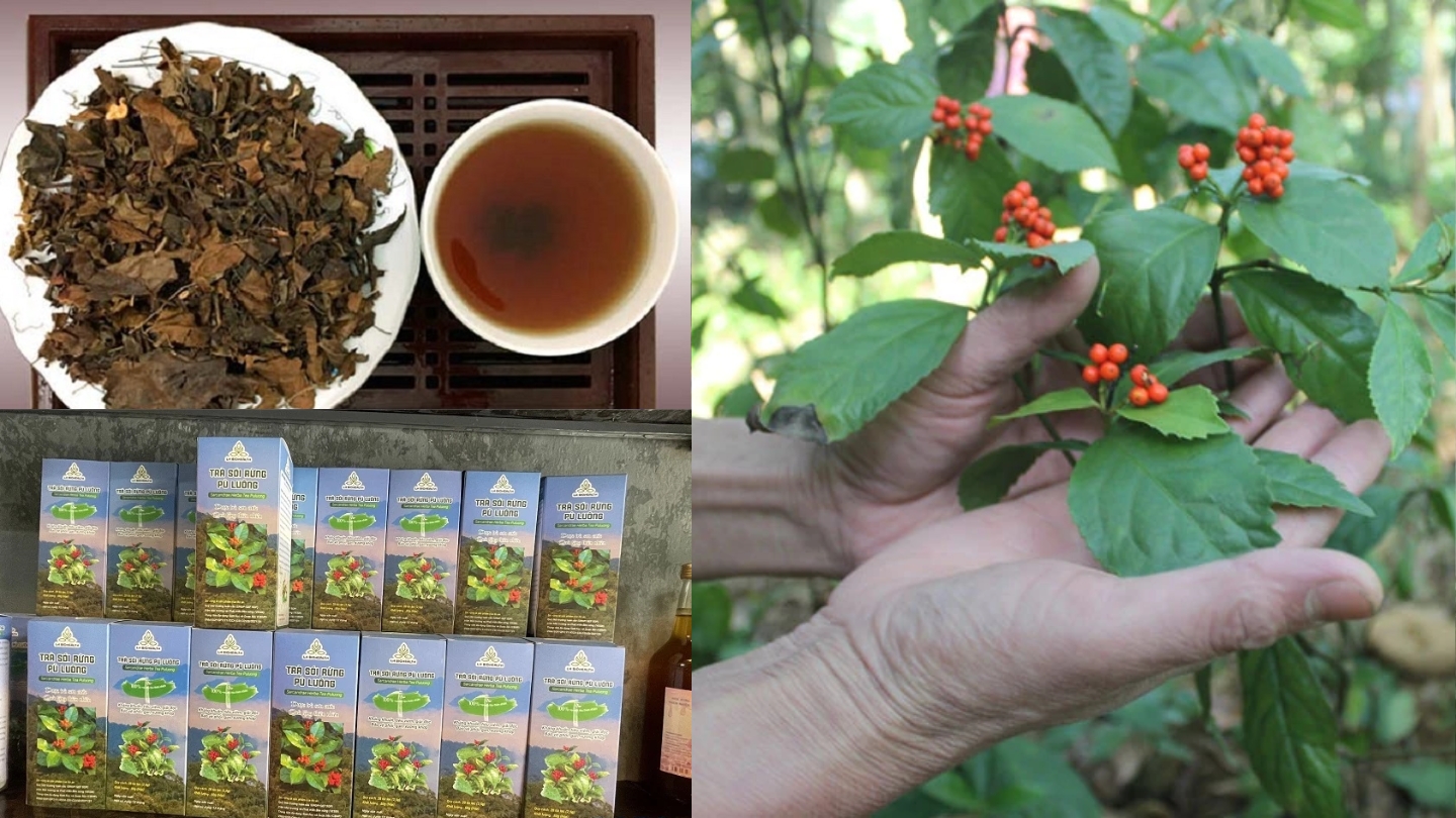 Tè di Sói rừng