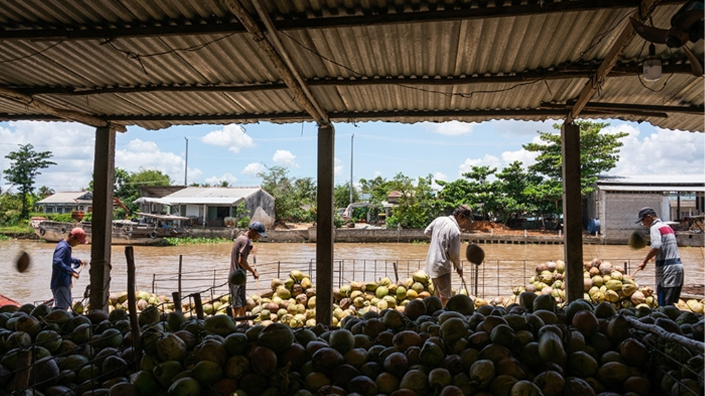 Canali di Ben Tre con palme da cocco