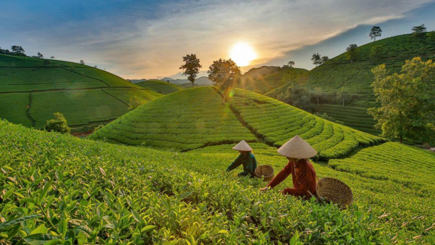 Moc Chau Vietnam 