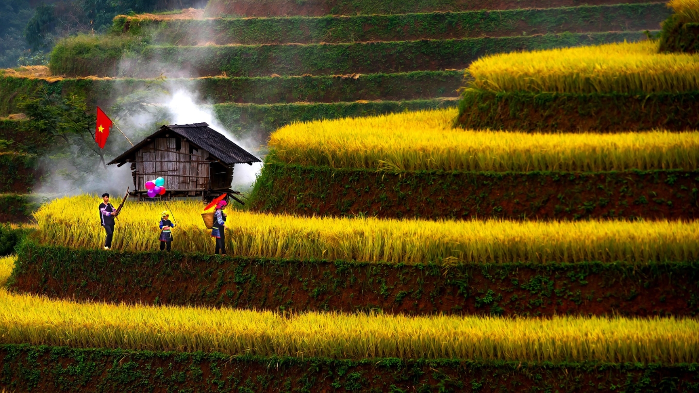 Ammirate le risaie terrazzate dorate di Mu Cang Chai