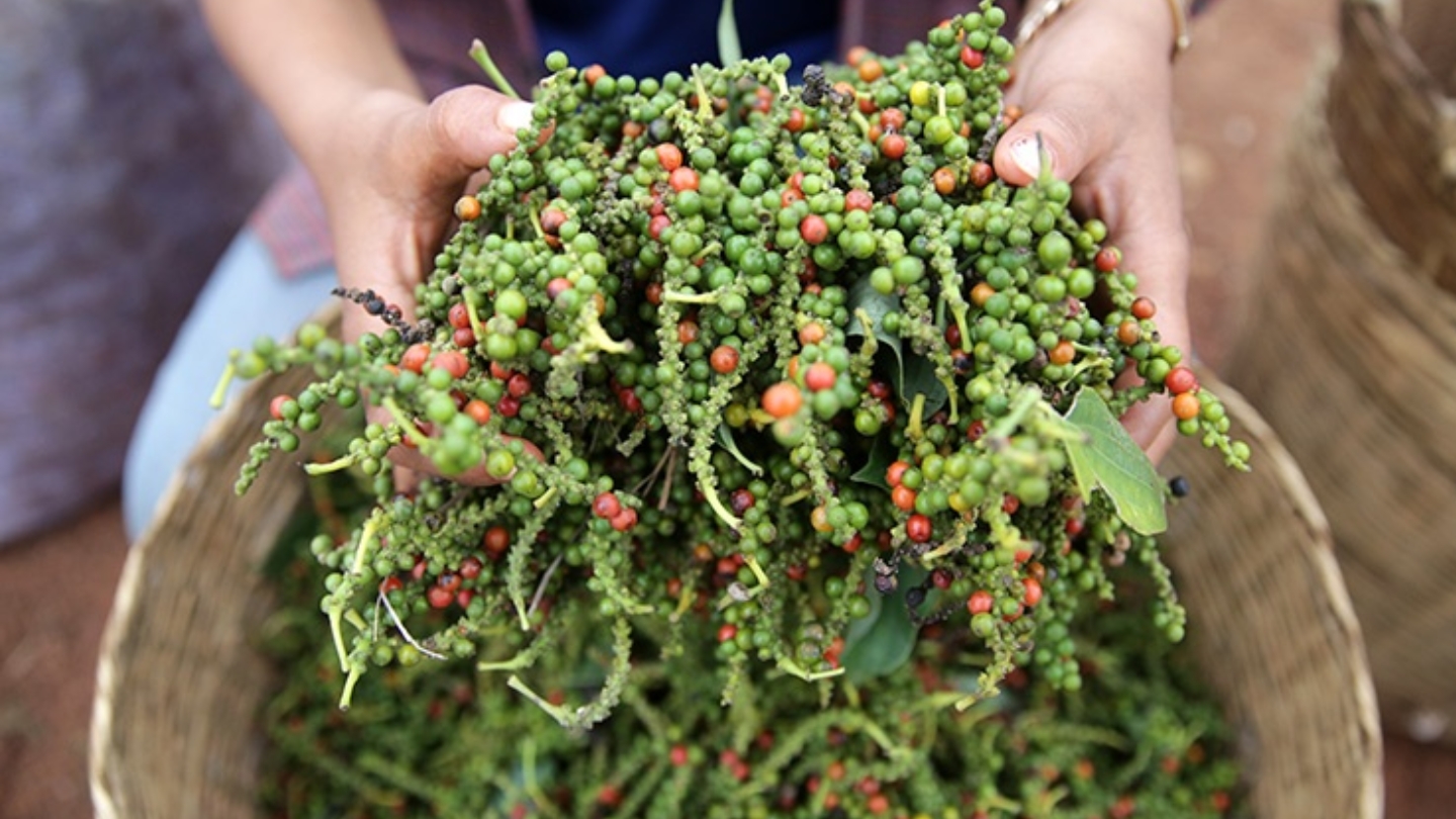 Le piantagioni di pepe di Kampot, un’eccellenza riconosciuta a livello mondiale