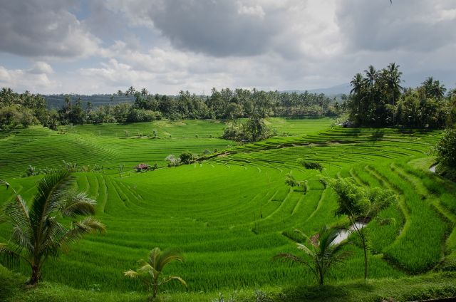Risaie terrazzate a Bali