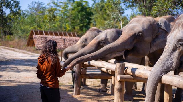 Santuario della giungla degli elefanti Chiang Mai