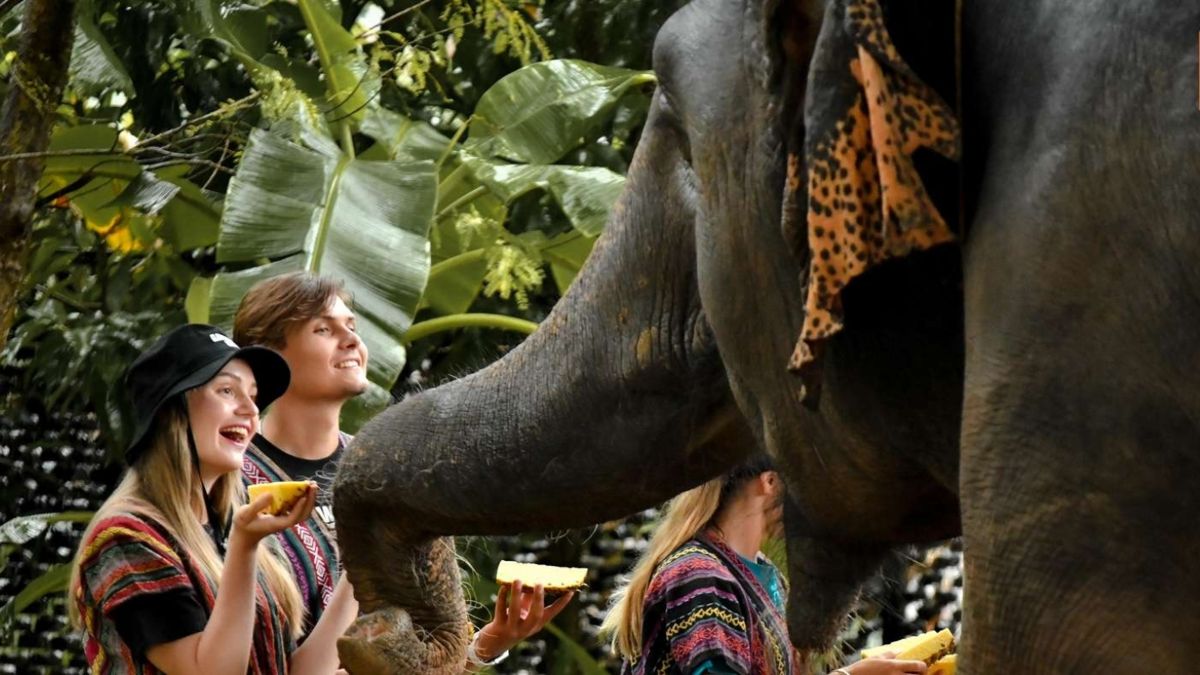 Incontro con gli elefanti a Chiang Mai.