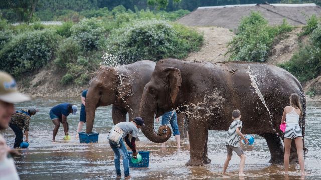 Elefanti a Chiang Mai.