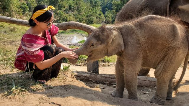 Santuario della giungla degli elefanti di Chiang Mai