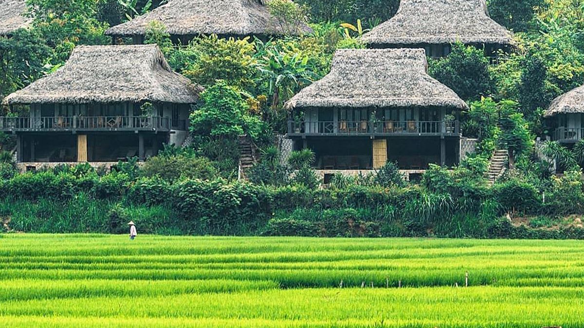 La stagione del riso verde a Mai Chau