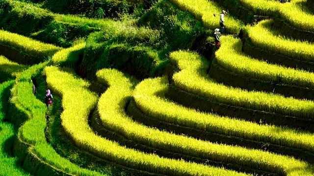 Risaie terrazzate a Sapa