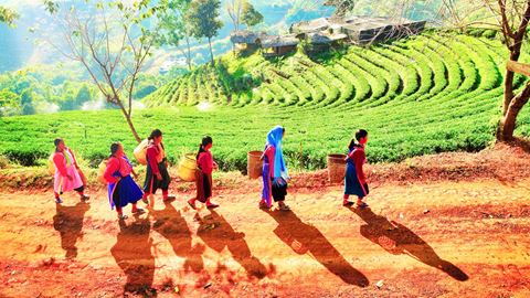 Trekking nella Giungla di Chiang Rai 3 Giorni 2 Notti
