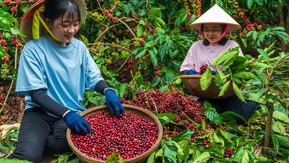 caffè di Buon Ma Thuot