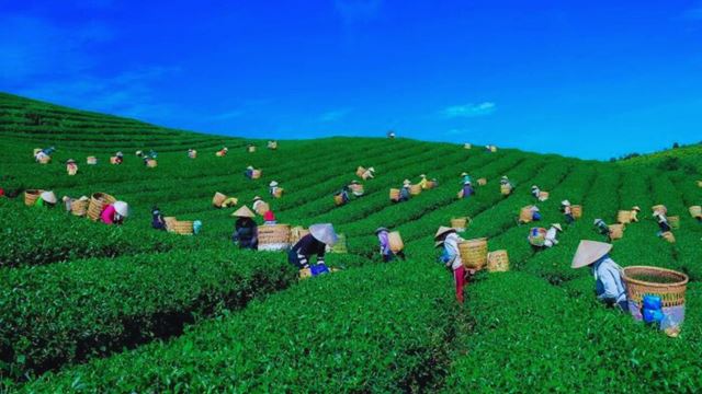 đồi chè