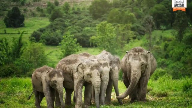 Elephante di Thailandia