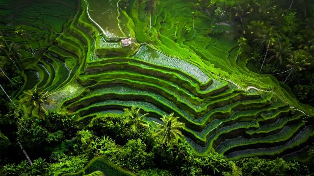 Ubud, Bali