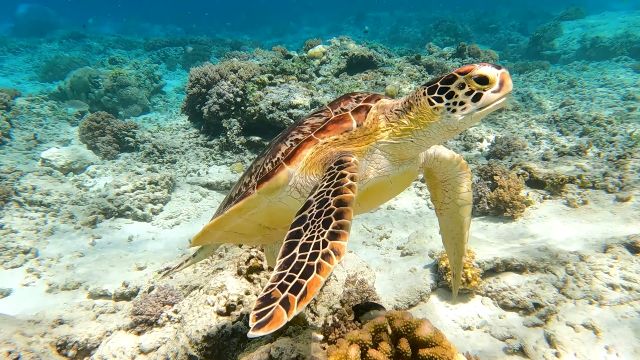 Tartarughe marine a Bali