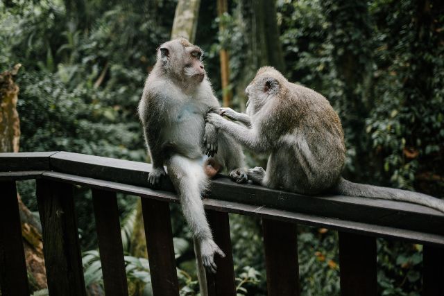 Due scimmiette si prendono cura l’una dell’altra nella Monkey Fores