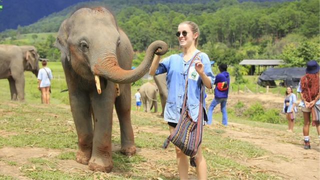 Elefanti a Chiang Mai.